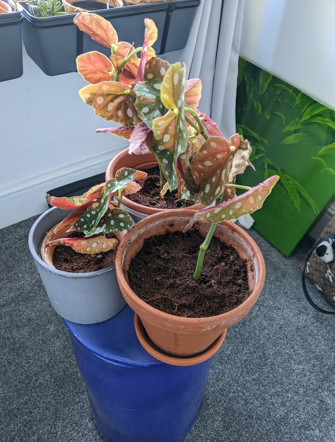 Spotted Begonia in three pots